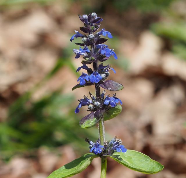 Ajuga reptans (Lamiaceae)